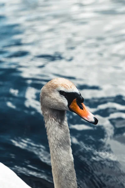 背景に白鳥とアヒルをミュートします。ウィーンのプラーターで撮影. — ストック写真