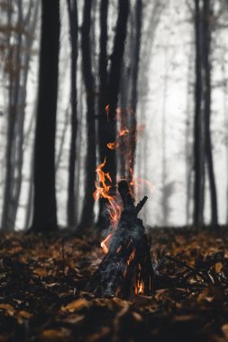 Akşamları ormanda şenlik ateşi