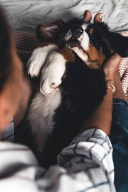Bernese dağ köpeğinin küçük yavrusu güzel manikürlü şık bir kızın ellerinde.. 