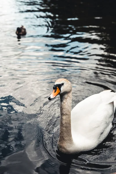 Cisne mudo y patos al fondo. Tomado en Prater, Viena. —  Fotos de Stock