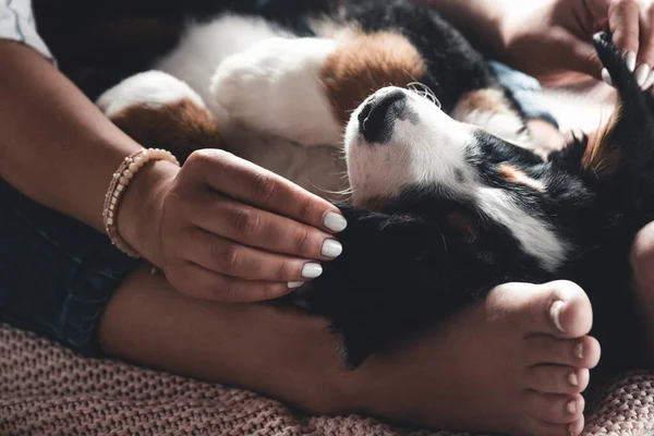 Pequeño cachorro de bernese perro de montaña en las manos de la chica de moda con una bonita manicura. animales — Foto de Stock