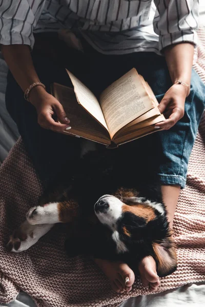 Kadın ve köpek yaşam tarzı. Bernese Dağ Köpeği uyuyor 