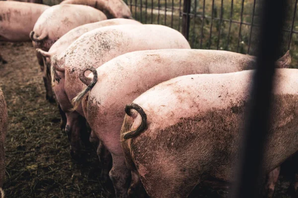 Disznó a farmon. Rossz körülmények, háziállatok — Stock Fotó