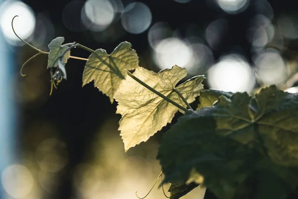 Hoja de uva en el sol amanecer brumoso — Foto de Stock