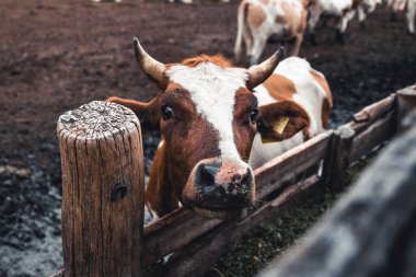 İnekler forma. Süt, et üretimi. Ev hayvanları..