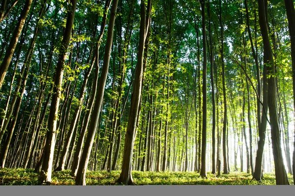 Natureza. belo pôr do sol na floresta — Fotografia de Stock