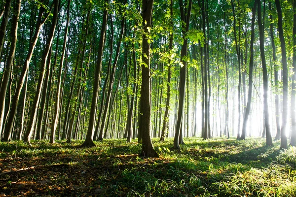 Aard. zonsondergang in het bos — Stockfoto