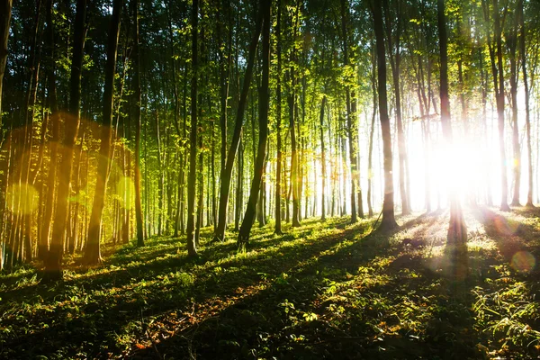 Aard. prachtige zonsondergang in het bos — Stockfoto