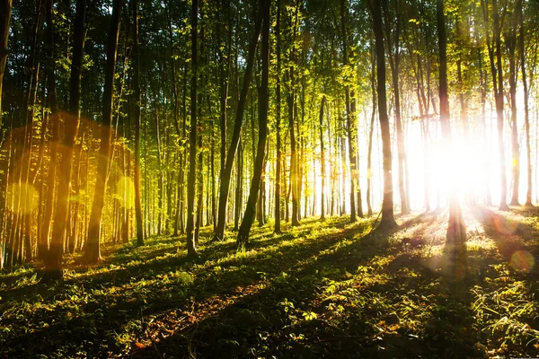 早上太阳的光线使它的方式穿过森林 — 图库照片