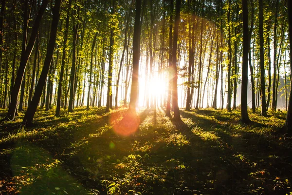Auringon aamuvalo kulkee metsän halki. — kuvapankkivalokuva
