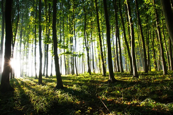 Naturaleza. puesta de sol en el bosque —  Fotos de Stock