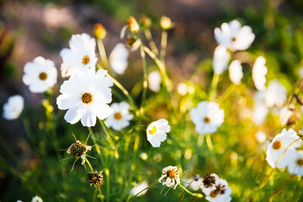 Flores silvestres — Foto de Stock