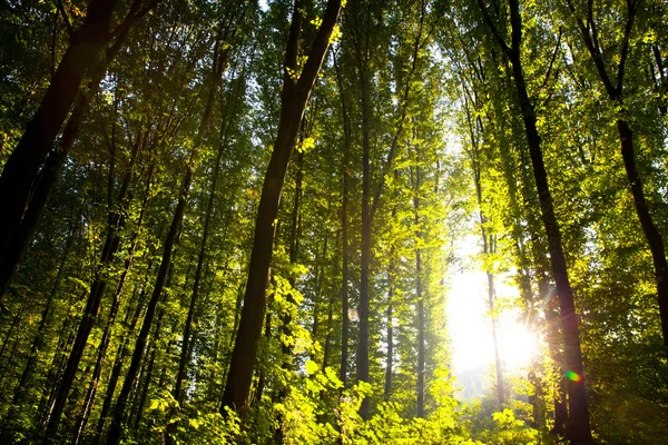 Aard. zonsondergang in het bos — Stockfoto