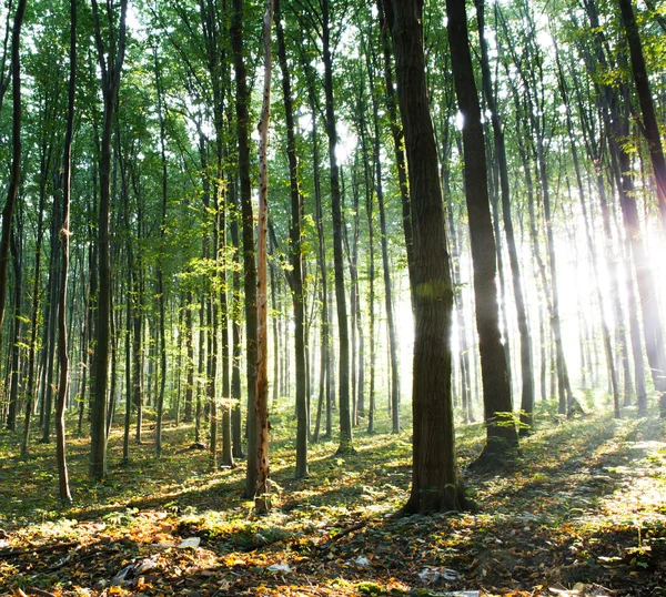 La nature. coucher de soleil dans la forêt — Photo