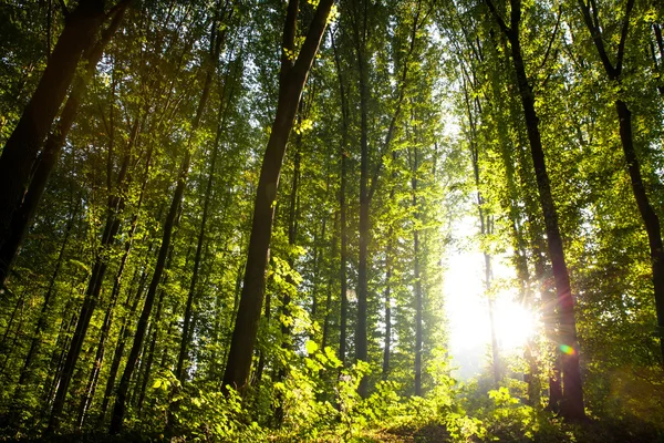 性质。在树林里美丽的日落 — 图库照片