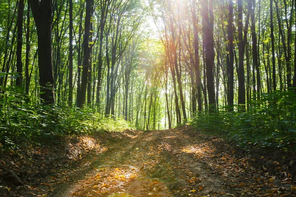 Natur. vacker solnedgång i skogen — Stockfoto