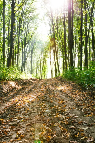 Beautiful sunbeams in green forest — Stock Photo, Image