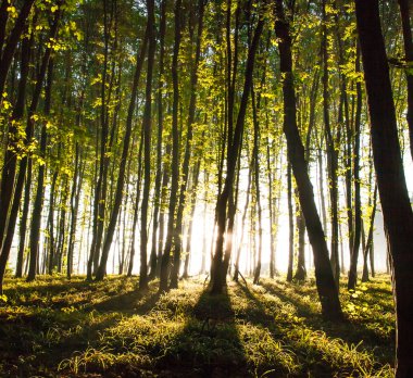 Doğa. ormanda güzel gün batımı