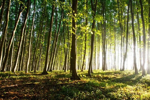 Naturaleza. hermoso atardecer en el bosque —  Fotos de Stock