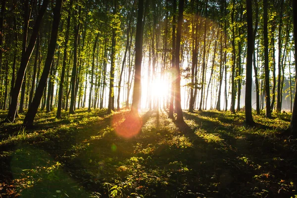 Luonto. kaunis auringonlasku metsässä — kuvapankkivalokuva