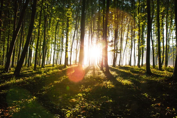 Nature. beautiful sunset in the woods — Stock Photo, Image