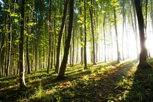 Morgonljuset från solen gör sin väg genom skogen — Stockfoto