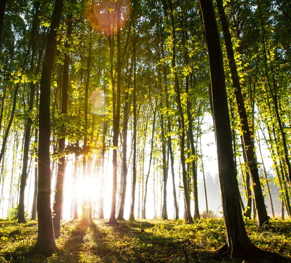 Luonto. auringonlasku metsässä — kuvapankkivalokuva