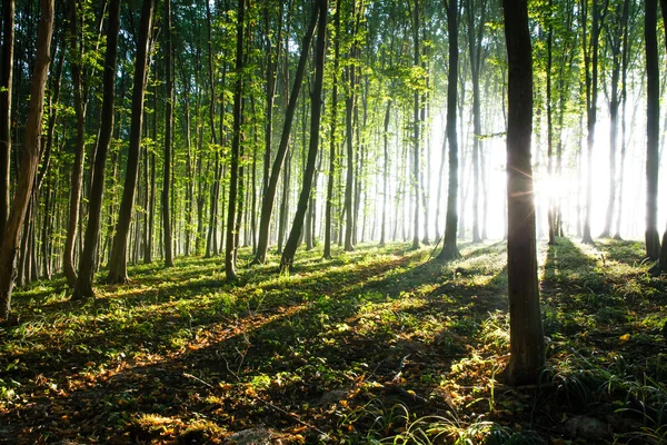 Naturaleza. hermoso atardecer en el bosque —  Fotos de Stock