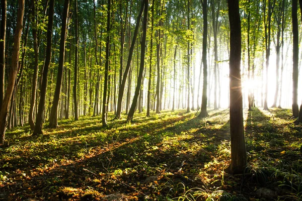 Naturaleza. puesta de sol en el bosque —  Fotos de Stock