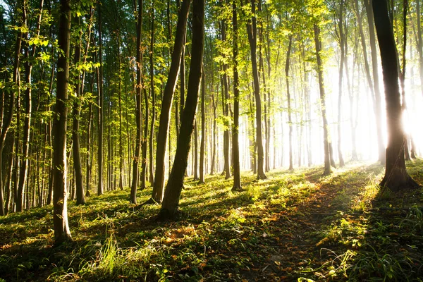 Nature. beautiful sunset in the woods — Stock Photo, Image