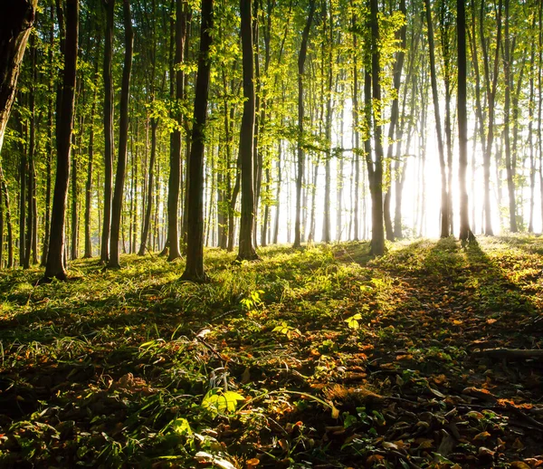 Aard. zonsondergang in het bos — Stockfoto