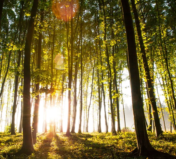 Naturaleza. hermoso atardecer en el bosque —  Fotos de Stock