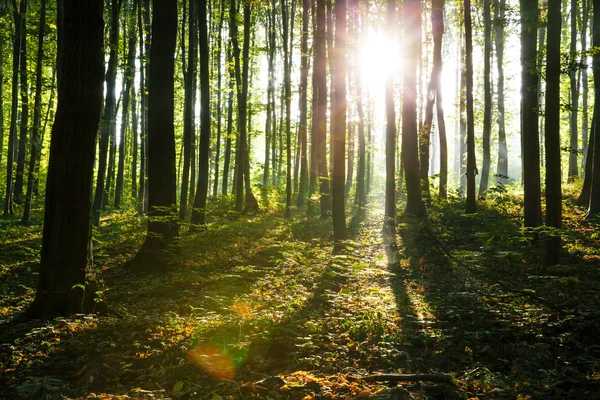 Naturaleza. hermoso atardecer en el bosque —  Fotos de Stock