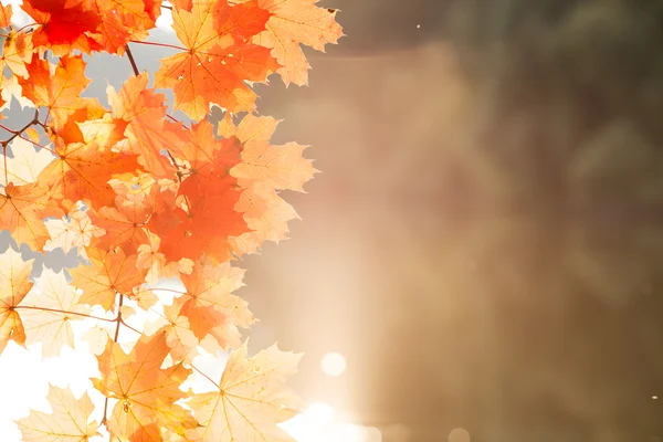 Herfstbladeren op kleurrijke achtergrond — Stockfoto