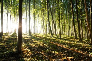 Doğa. ormanda günbatımı