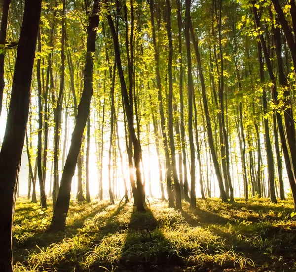 Nature. beautiful sunset in the woods — Stock Photo, Image