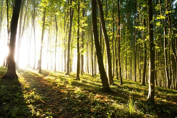 Natur. vacker solnedgång i skogen — Stockfoto