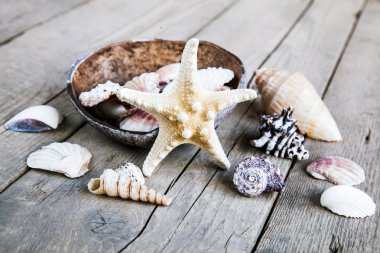 ahşap arka plan karede deniz kabuklarını. Deniz sınır