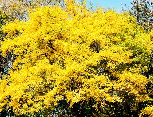 Natureza. Árvore de chuveiro dourada (Purging Cassia, Cassia fislula Linn) florescendo em Chiangmai, Tailândia — Fotografia de Stock