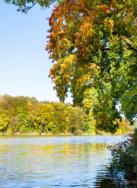 Natur. Baum hängt über See — Stockfoto