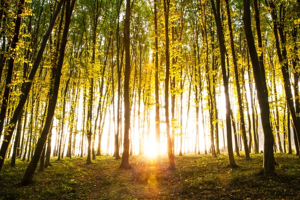 Aard. Mooie ochtend scène in het bos met zonnestralen en lange schaduwen — Stockfoto