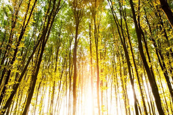 Natura. Piękny ranek scena w lesie z promieni słonecznych i cieni — Zdjęcie stockowe