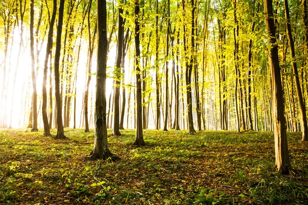 Natura. Światło słoneczne pada na wiejskiej drodze w lesie autumnal mglisty. Zdjęcie zrobione we wrześniu. — Zdjęcie stockowe