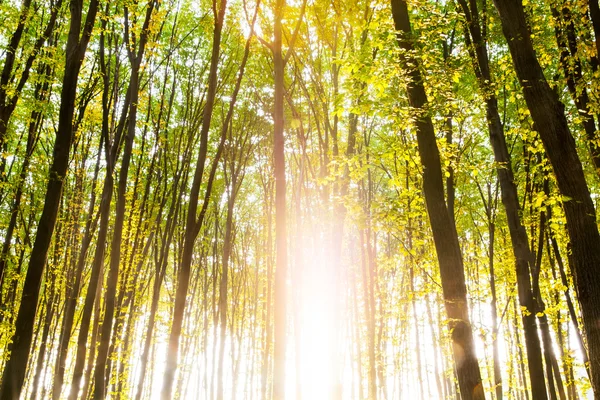 Natura. Światło słoneczne pada na wiejskiej drodze w lesie autumnal mglisty. Zdjęcie zrobione we wrześniu. — Zdjęcie stockowe