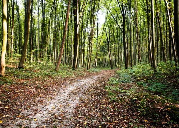 Natura. droga przez straszny Las w lato w pobliżu miejsce spoczynku — Zdjęcie stockowe