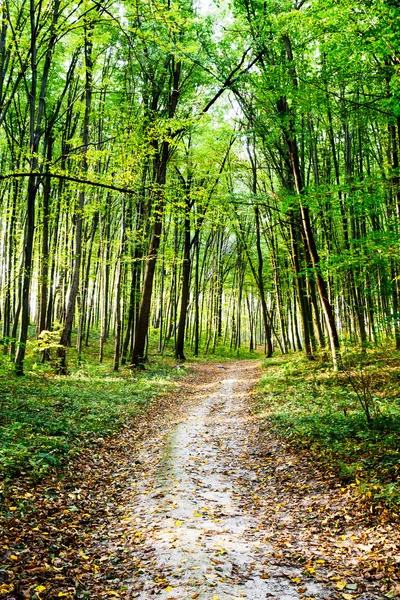 Nature. road through a scary forest at summer near a resting place — Stock Photo, Image