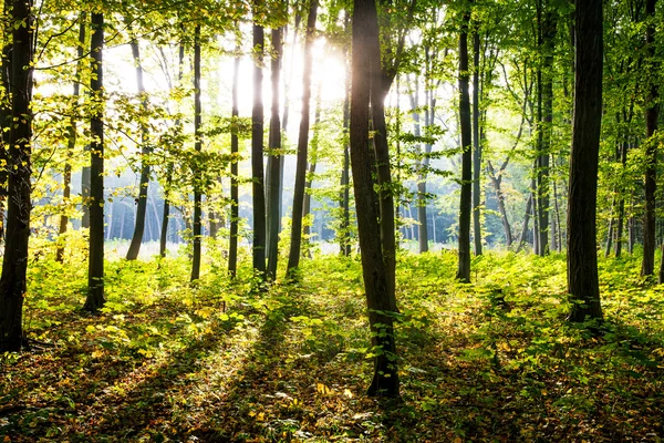 Aard. Mooie herfst ochtend in het forest — Stockfoto