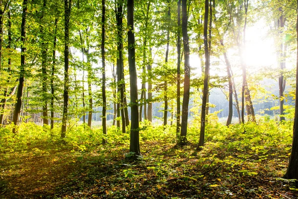 Natura. Piękny jesienny poranek w lesie — Zdjęcie stockowe