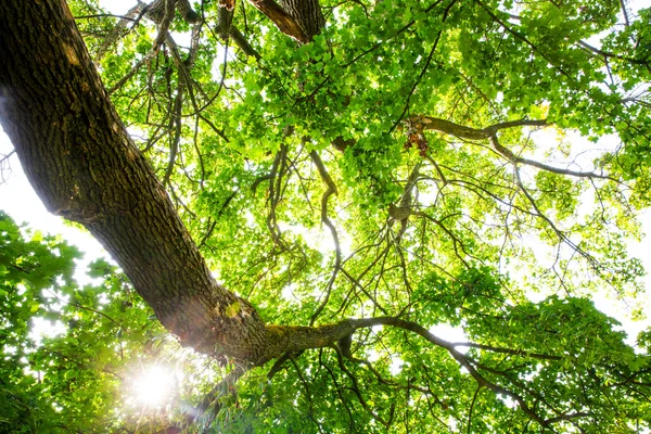 De warme lente zon schijnt door de treetop van een indrukwekkende oude beuken boom — Stockfoto