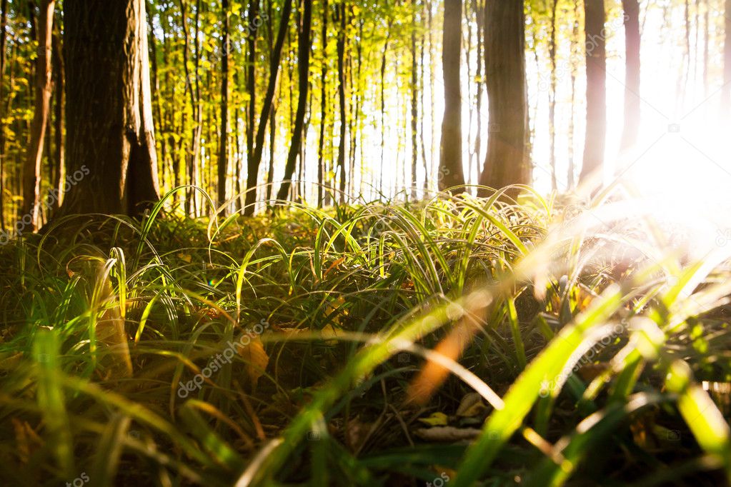 Nature. Sunlight in the green forest, spring time